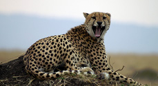 cheetah_t