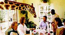 giraffe_t