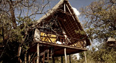 ngong_t