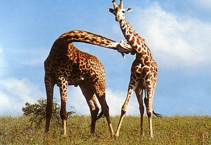 Giraffes on a Tanzania Safari