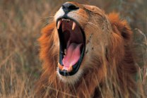 Lion on a Tanzania Safari