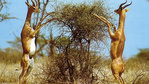 Impala on a Botswana Safari Holiday