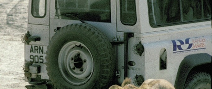 Safari in Tanzania game drive