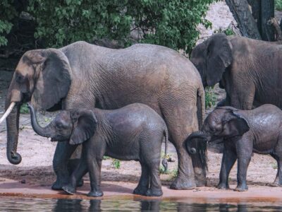 Elephants beside the Chobe River in Chobe National Park Botswana