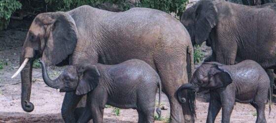 Elephants beside the Chobe River in Chobe National Park Botswana