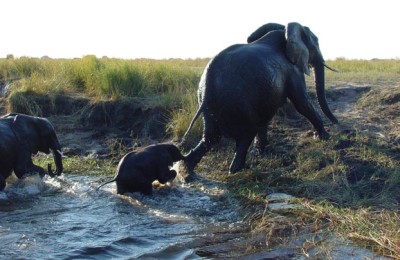 Chobe Safari