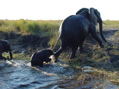 Chobe Safari