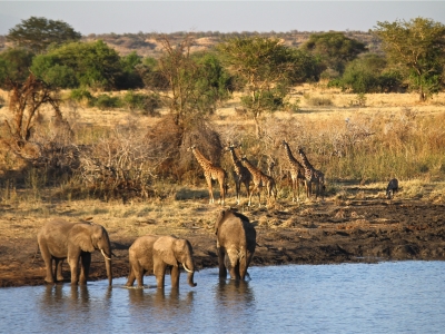 Kenya Serena Safari