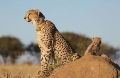 Short Tanzania Safari Tours