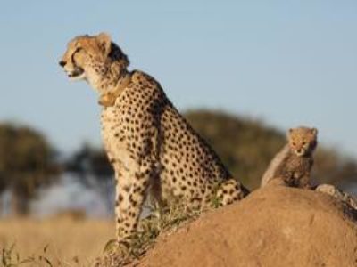 Short Tanzania Safari Tours