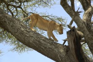 Tree-climbing lion in Lake Manyara National Park