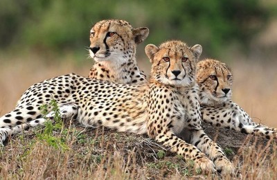 Tanzania Southern Safari