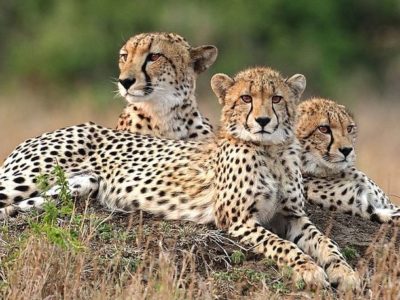Tanzania Southern Safari
