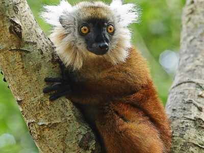 Madagascar Island Tour