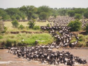 Serengeti Migration Safari Tanzania
