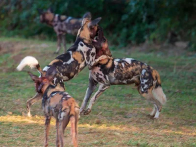 Zambia Safari Adventure