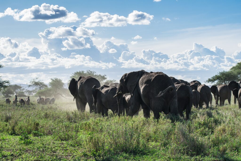 Elephant herd in Nyerere National Park, Tanzania