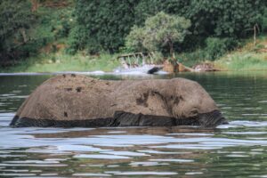 Elephant in the Rufiji River, Nyerere National Park