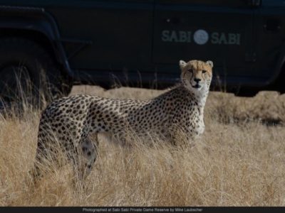 Kruger Safari