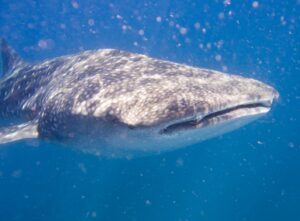 Whale shark off Tofo Beach, Mozambique