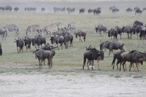 Kenya Migration Safari