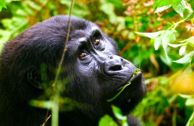 uganda gorilla trek