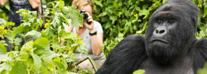 gorilla-trekking-safari