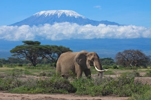 Mount Kilimanjaro Climb