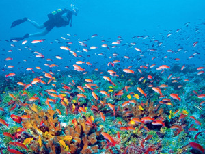 zanzibar diving holiday